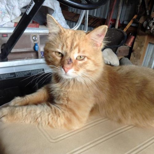 Garfield